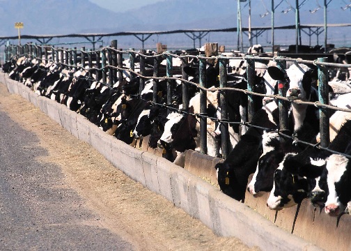 livestock-production