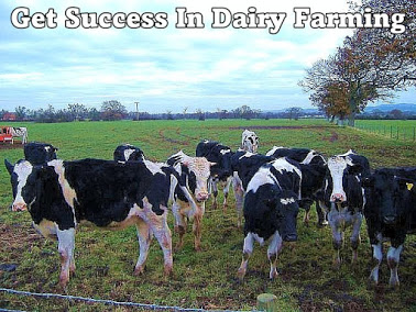 Get Success in Dairy Farming